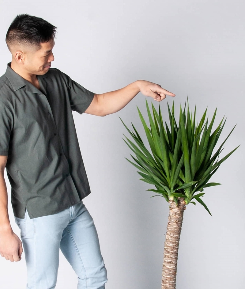 yucca palme pflege wichtige tipps grüne zimmerpflanze mann