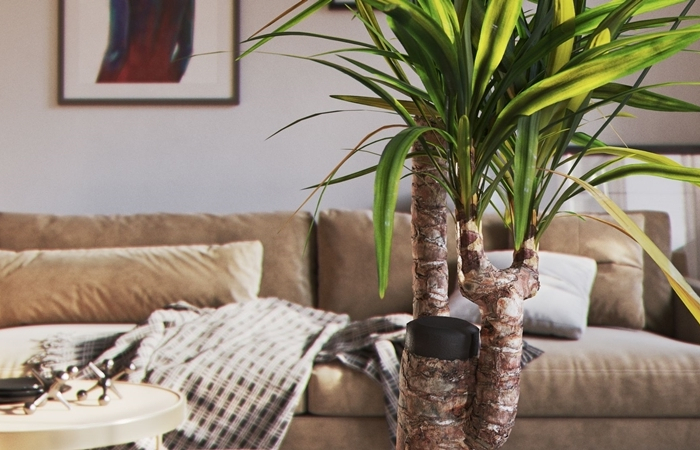 yucca palme pflege wichtige tipps zum beachten wohnzimmer deko mit pflanzen
