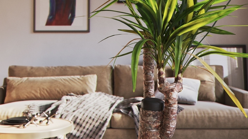 yucca palme pflege wichtige tipps zum beachten wohnzimmer deko mit pflanzen