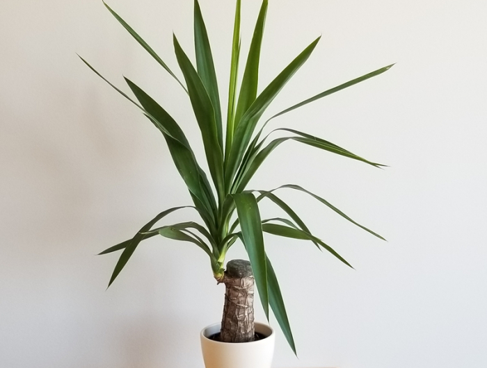 yucca palme schneiden deko mit zimmerpflanzen pflege und tipps