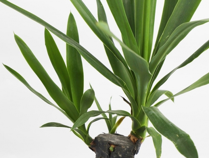 yucca palme schneiden zimmerpflanze pflege wichtige pflegetipps