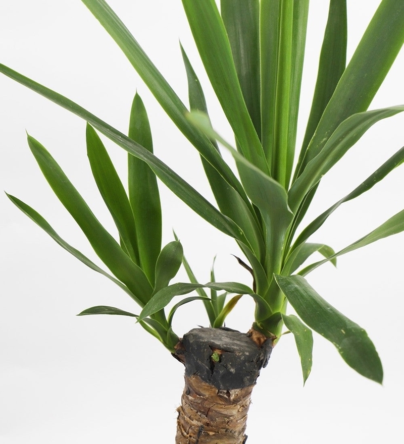 yucca palme schneiden zimmerpflanze pflege wichtige pflegetipps