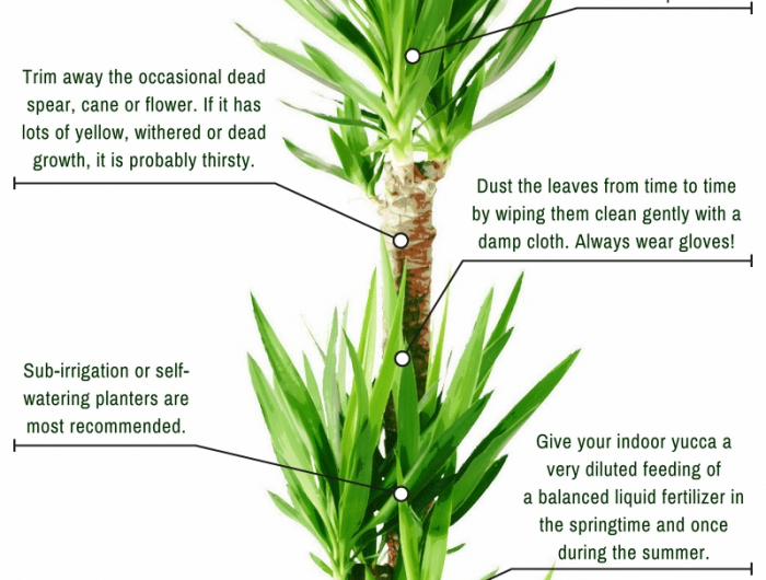 yucca palme standort wichtige tipps zur pflanze