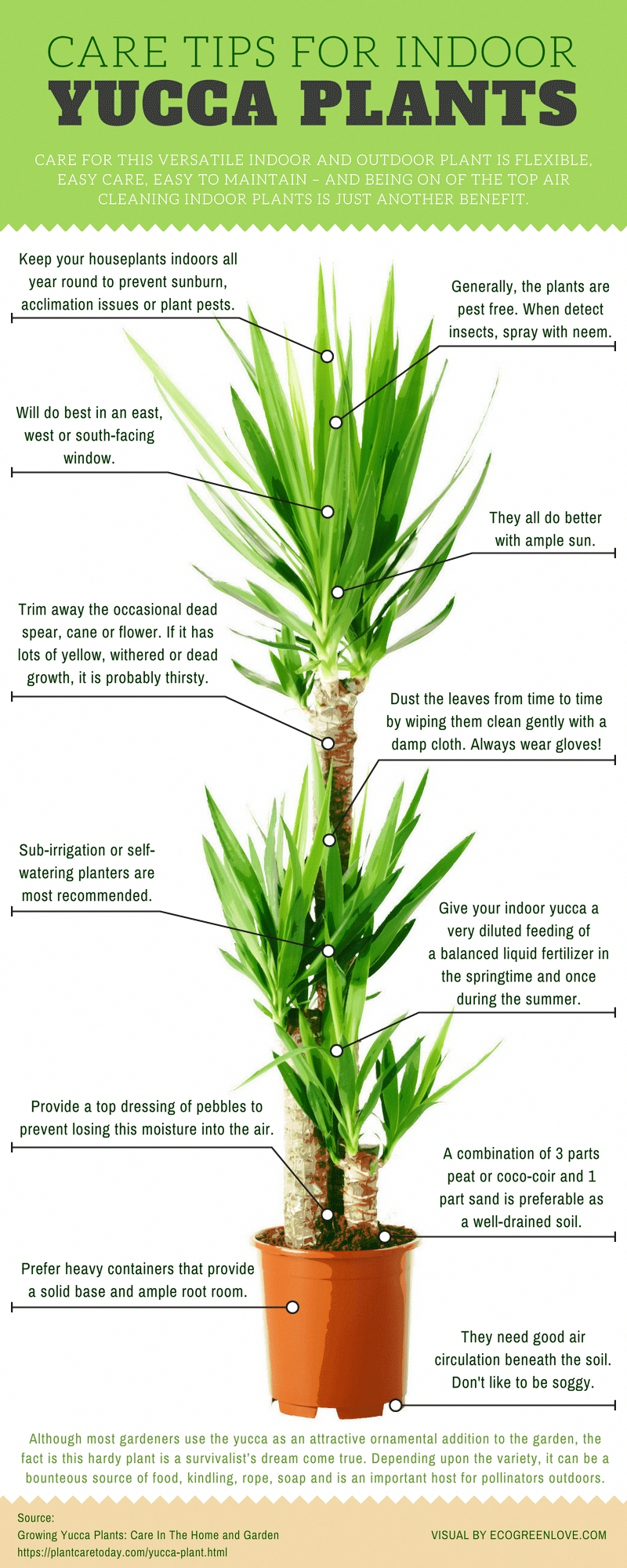 yucca palme standort wichtige tipps zur pflanze