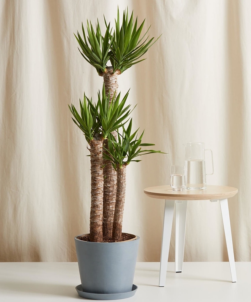 yucca palme winterhart machen zimmerdeko beliebte zimmerpflanzen