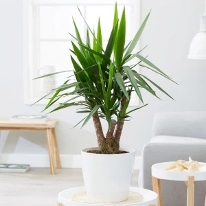 yucca palme winterhart pflame in weißem blumentopf zimmerdeko
