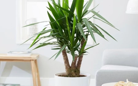 yucca palme winterhart pflame in weißem blumentopf zimmerdeko