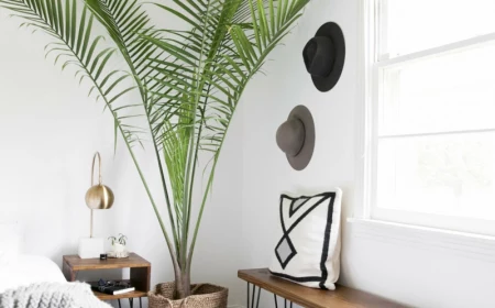 0 kentia palme pflege wichtige informationen und tipps zimmerpflanzen