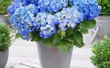 0 pflanzen pflege informationen hortensien umpflanzen tipps