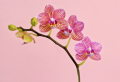 Orchideen abschneiden wenn verblüht - Was Sie darüber wissen müssen