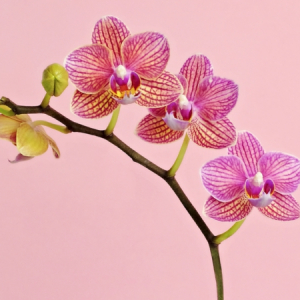 0 schoene pinke blume orchideen abschneiden wenn verblueht