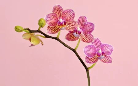 0 schoene pinke blume orchideen abschneiden wenn verblueht