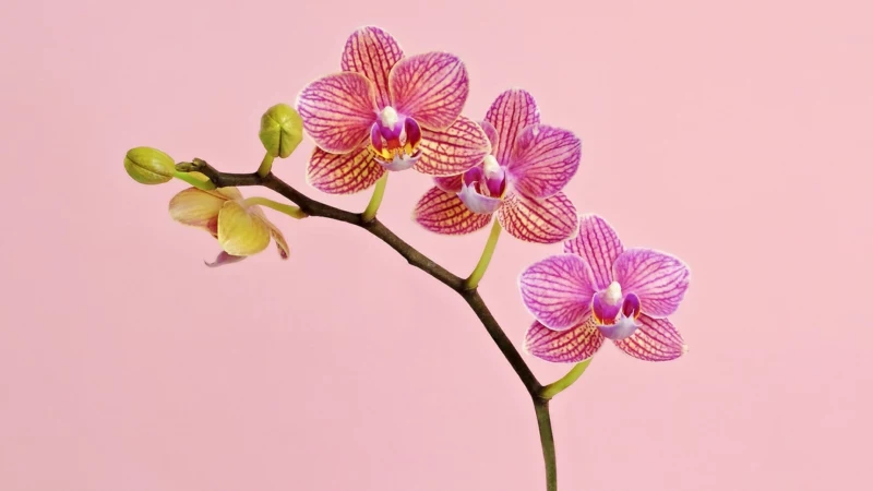 0 schoene pinke blume orchideen abschneiden wenn verblueht