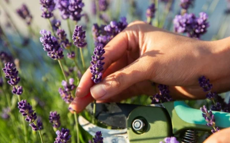 1 wie schneide ich lavendel im frühjahr hilfreiche informationen