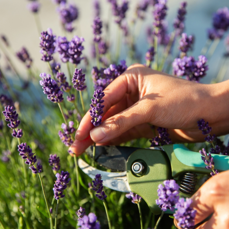 Spannende Wie Beschneide Ich Lavendel Bilder