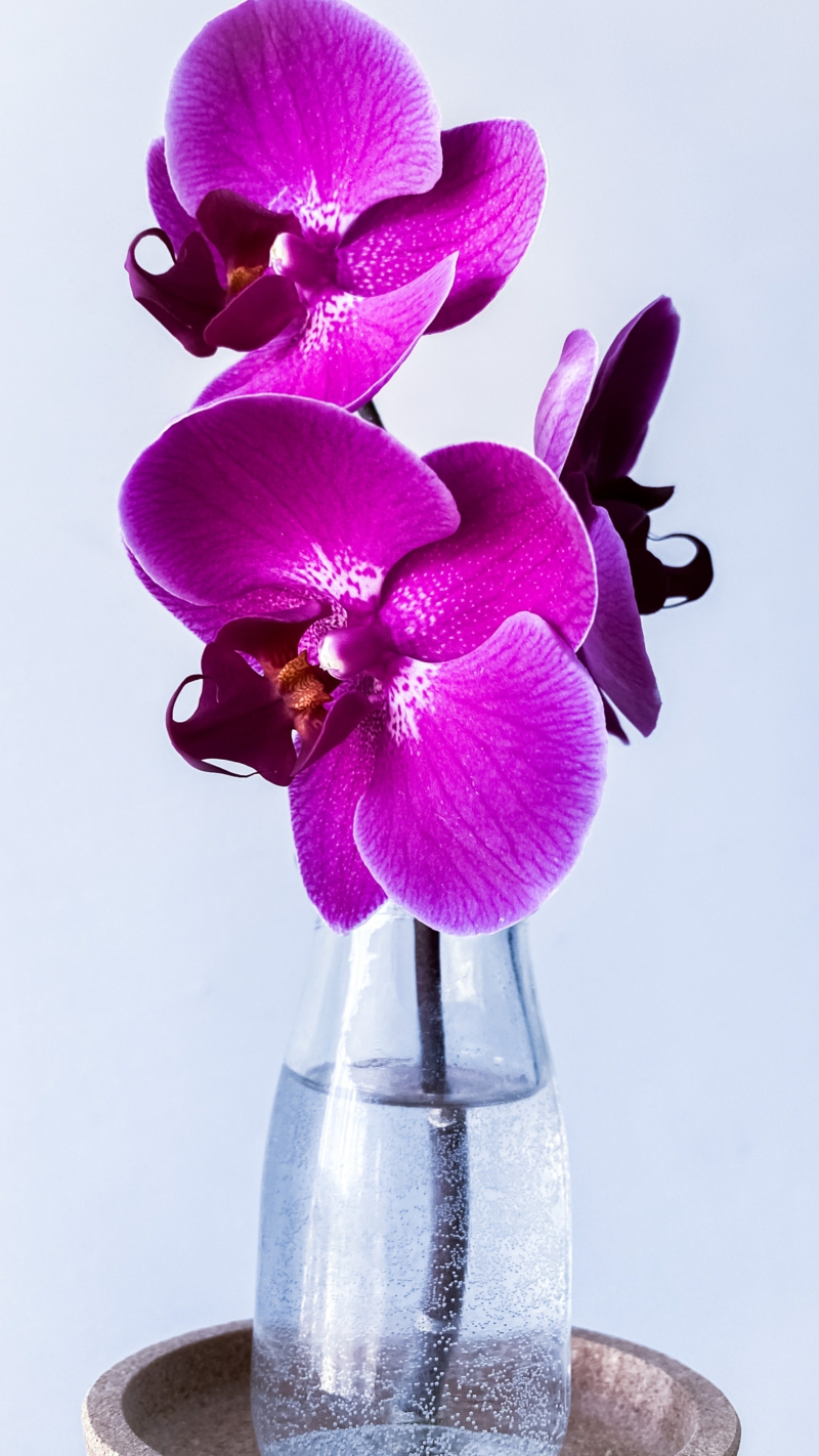 10 vase mit blume orchideen verblueht was tun infos