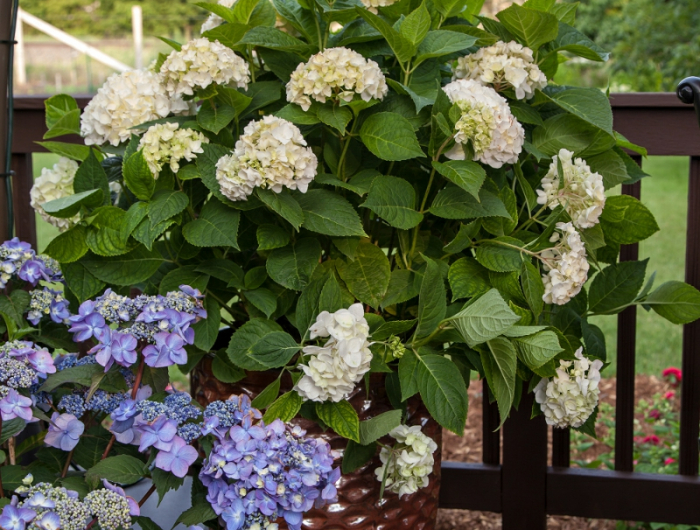 12 weisse hortensie die in einem keramischen pflanzer auf dem deck wachst hortensien pflege