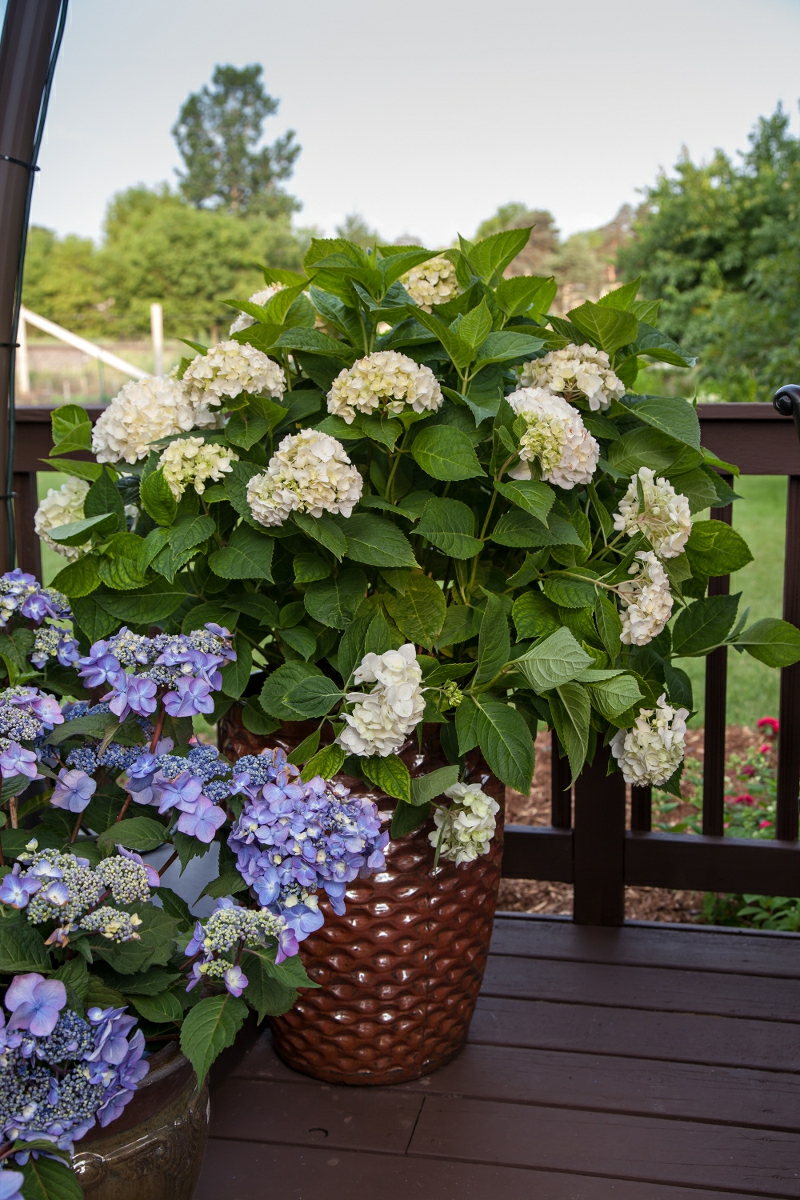 12 weisse hortensie die in einem keramischen pflanzer auf dem deck wachst hortensien pflege