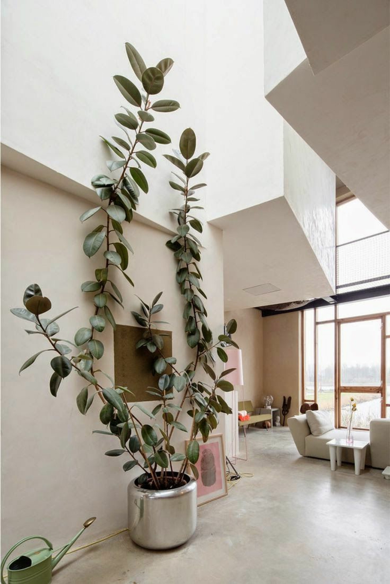 2 große zimmerpflanze ficus elastica gummibaum pflege infos und tipps