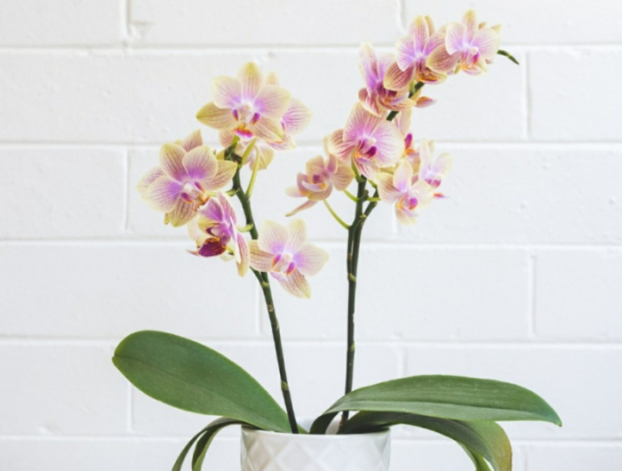 2 zimmerpflanzen pflege weiße orchidee verblueht was tun