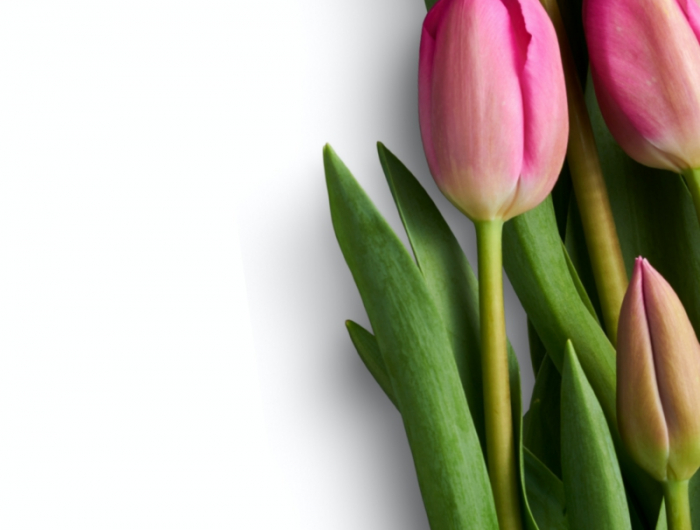 3 blumen schenken rosen alternativen schöne tulpen blumenstrauß