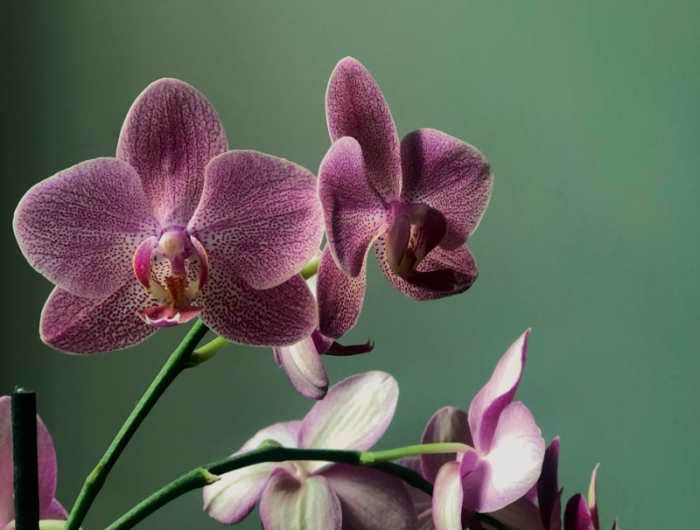 3 informationen orchideen schneiden wenn verblueht wichtige tipps