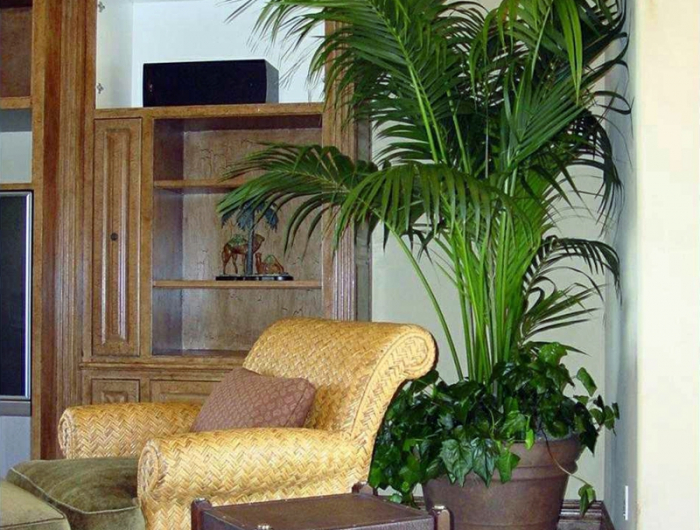 4 einrichtung wohnzimmer pflanzen kentia palme pflege infos
