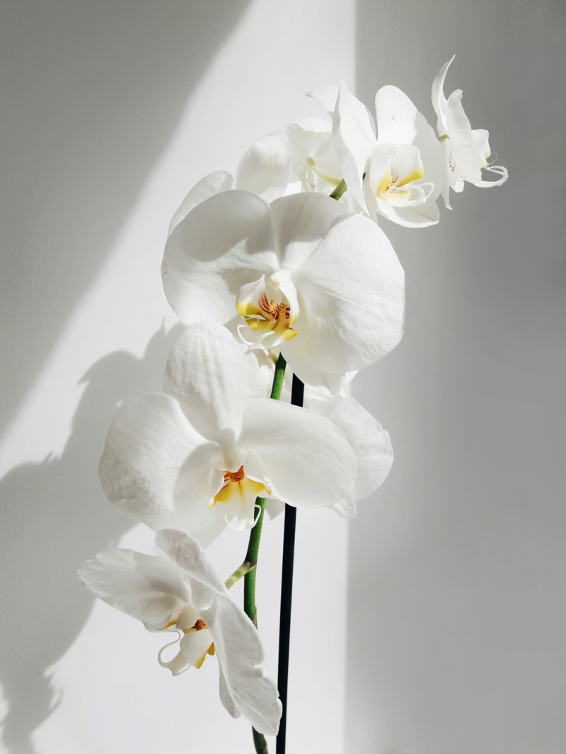 4 wie pflegt man orchideen richtig hilfreiche informationen und tipps