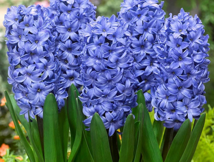 5 blaue blumen garten gestaltung hyacintus pflege wie richtig machen