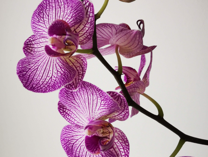 5 lila blume schön orchideen zurueckschneiden tipps und infos