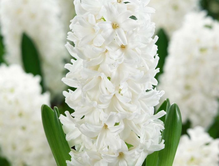 6 garten gestalten weiße fruehlingsblumen pflege hyazinthe infos