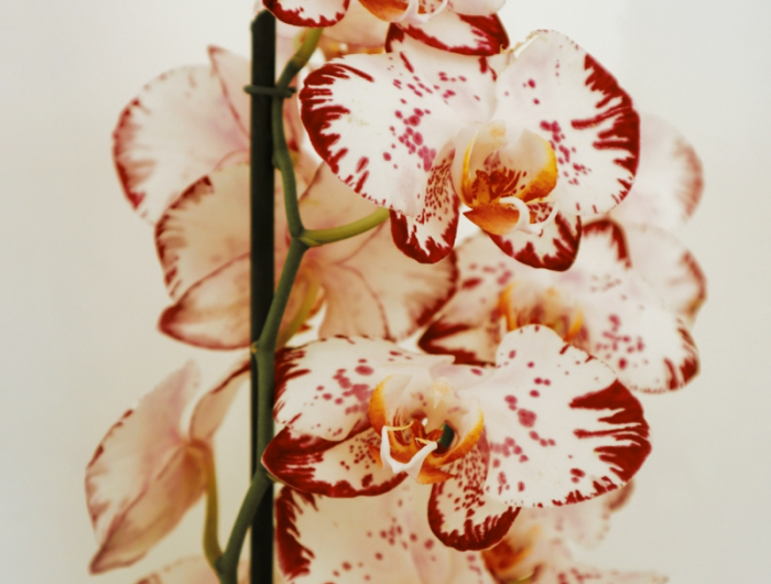 6 weiss rote blume richtige pflege orchideen abschneiden richtig