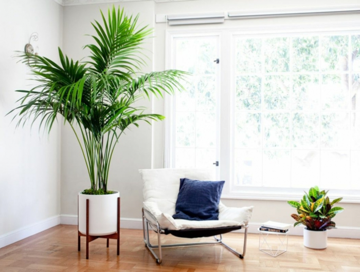 7 kentia palme standort schatten wohnzimmer einrichtung pflanzen