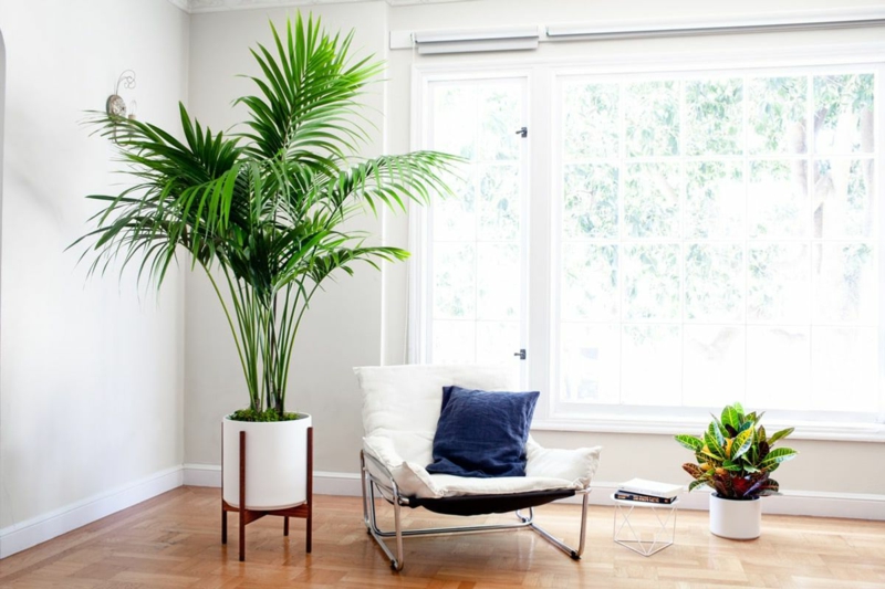 7 kentia palme standort schatten wohnzimmer einrichtung pflanzen