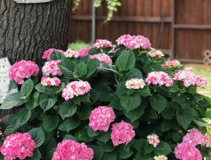 7 rosa blumen hortensien im topf pflege infos und tipps