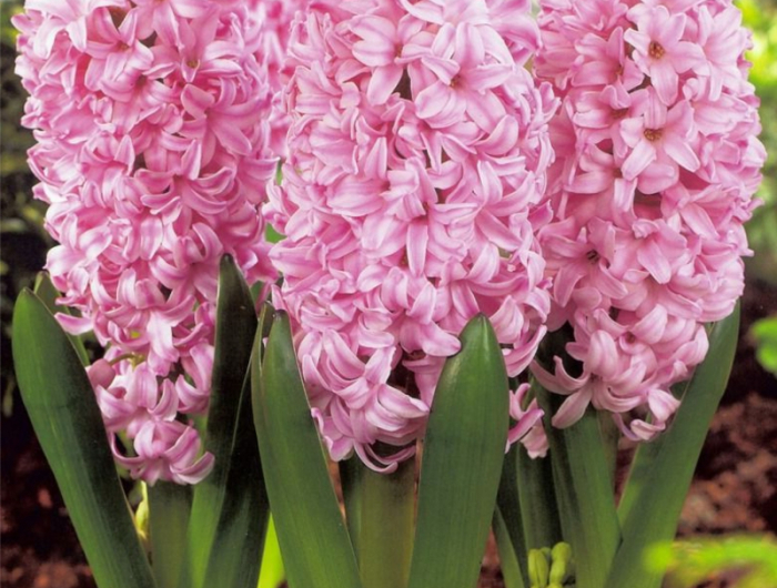 7 rosa pflanzen garten hyazinthen schneiden wann pflege tipps
