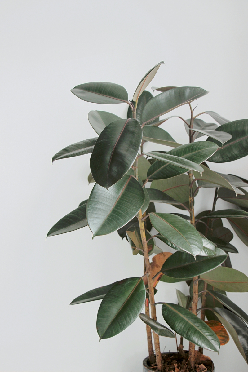 7 schöne grüne zimmerpflanze gummibaum pflege infos