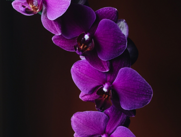 7 zimmerpflanzen pflege infos orchideen abschneiden wenn verblueht
