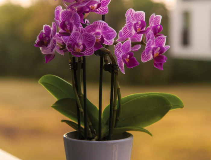 8 tipps und infos ueber orchideen pflege schoene lila blume