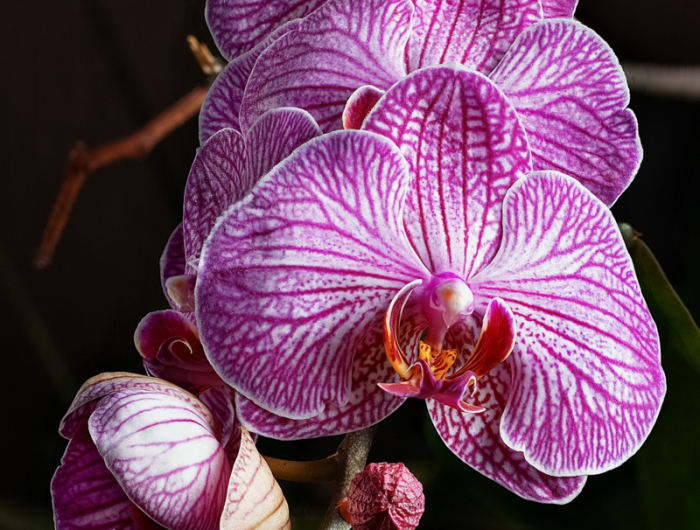 9 pflegeanleitung zimmerpflanzen orchideen schneiden wenn verblueht