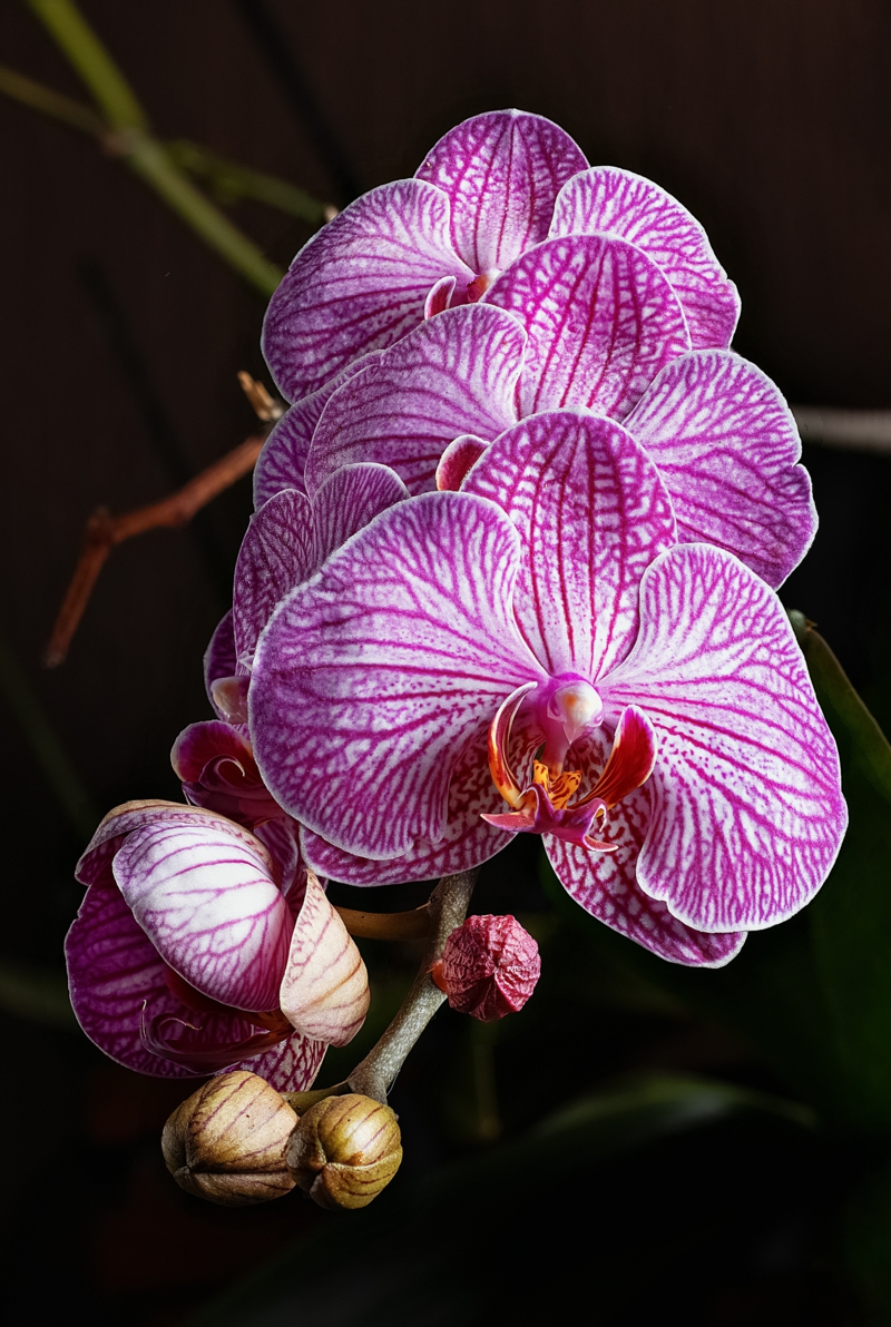 9 pflegeanleitung zimmerpflanzen orchideen schneiden wenn verblueht