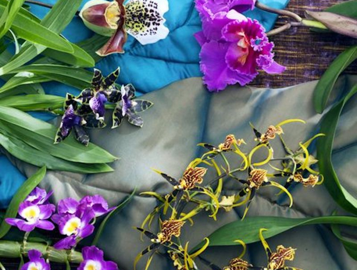 anleitung orchideen richtig pflegen und umtopfen einfach und richtig tipps