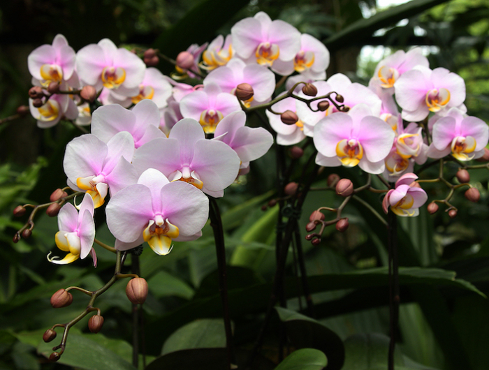 bananenschale als dünger für orchideen selber machen wie geht es