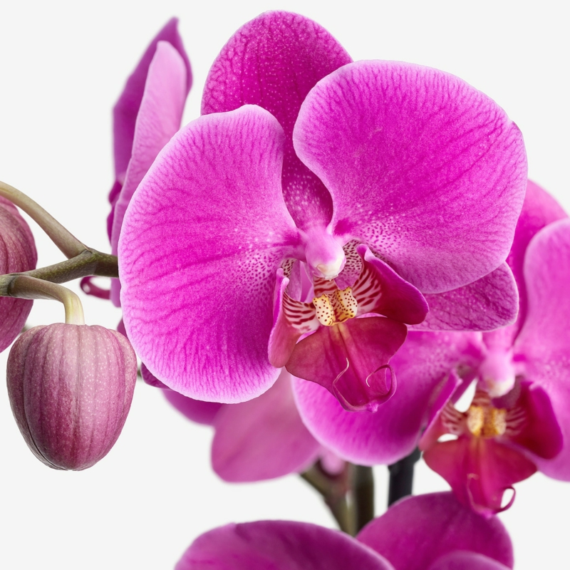 bluehende blume wie orchideen zurueckschneiden tipps und ideen