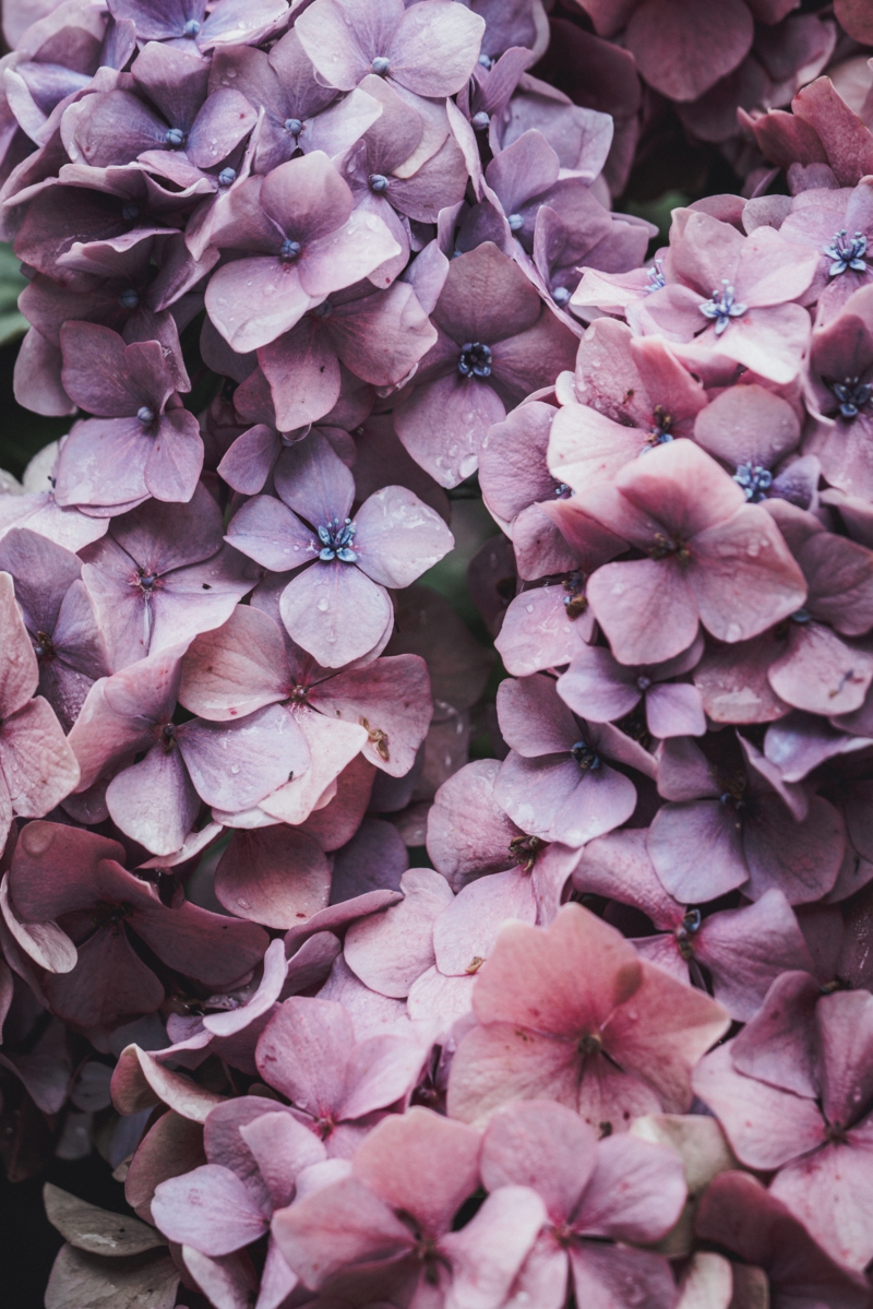blumen pflege hortensien pflege im topf wichtige informationen und tipps