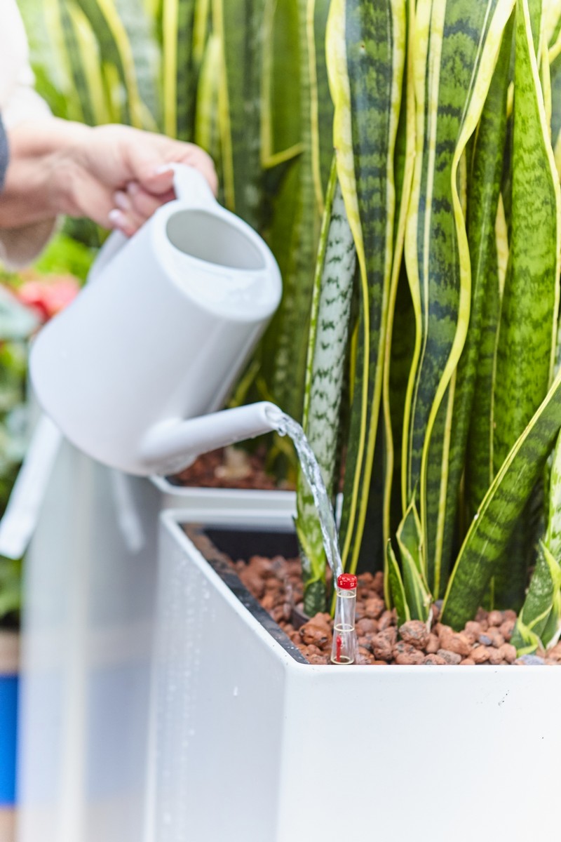 robust, sauber und pflegeleicht: zimmerpflanzen wachsen ausgezeichnet in hydrokultur