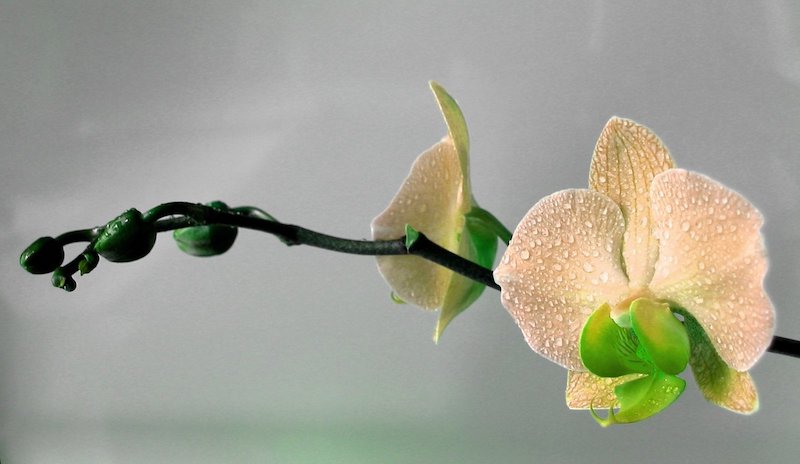 die frage ist warum gehen die knospen bei der orchidee nicht auf.jpeg