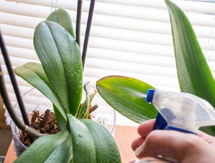 die wichtigsten schritten bei orchideen pflege wenn die orchideen knopsen nicht aufgehen