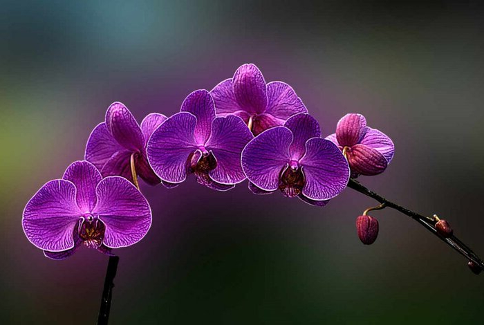 diy idee für sleber machen wie können sie ihre orchideen richtig pflegen um sie zu blühen