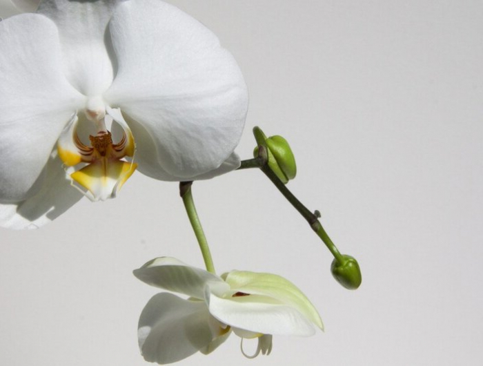 drüngen mit kaffeesatz ist sehr leicht und die orchideen werden schöner